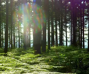 woodland