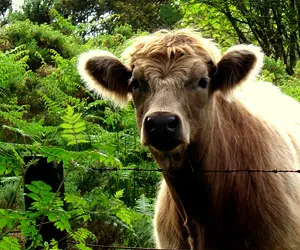 cow