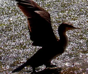 wetland